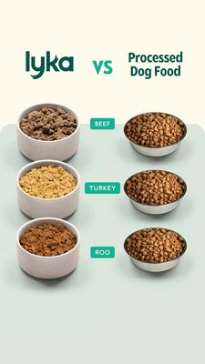 Pets Consideration Ad #1418 - Story 9:16