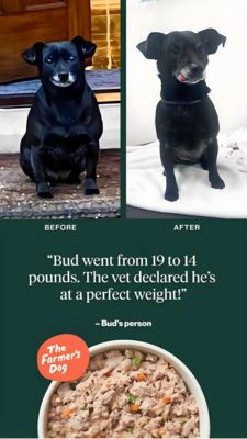 Pets Awareness Ad #1380 - Story 9:16